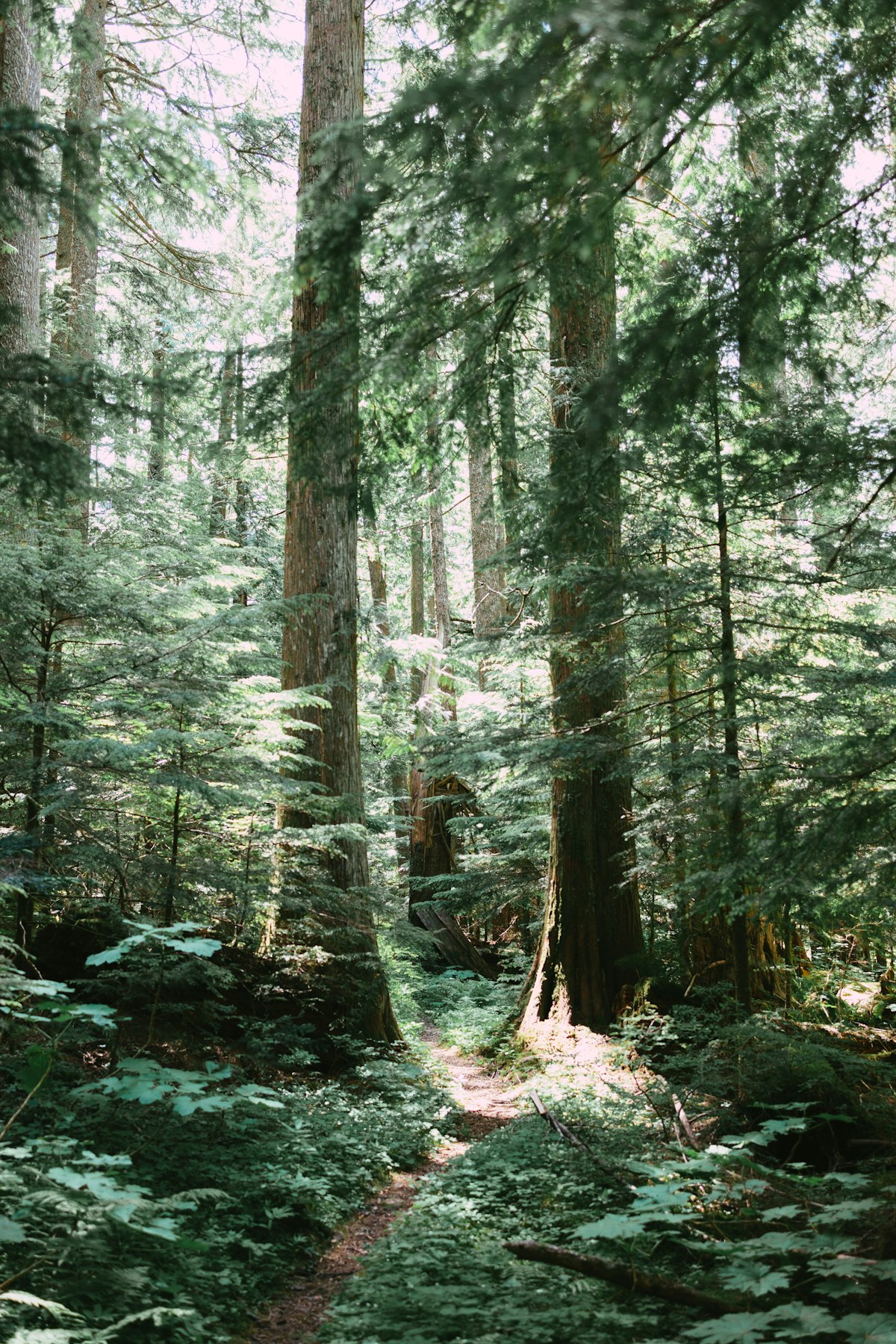 A winding trail between tall forest trees